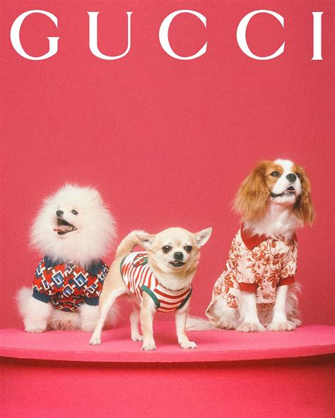 gucci pet transparant|gucci pet collection.